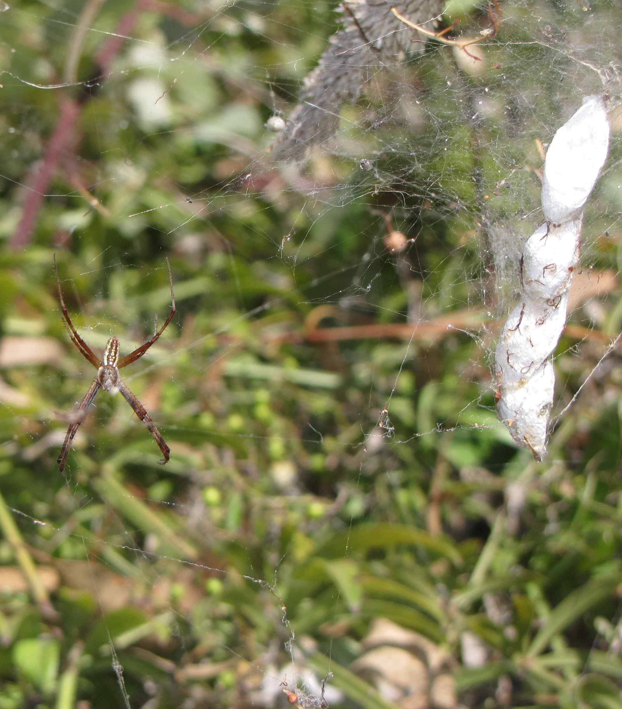 sulla tela di Cyrtaracne  (Cyrtophora citricola)